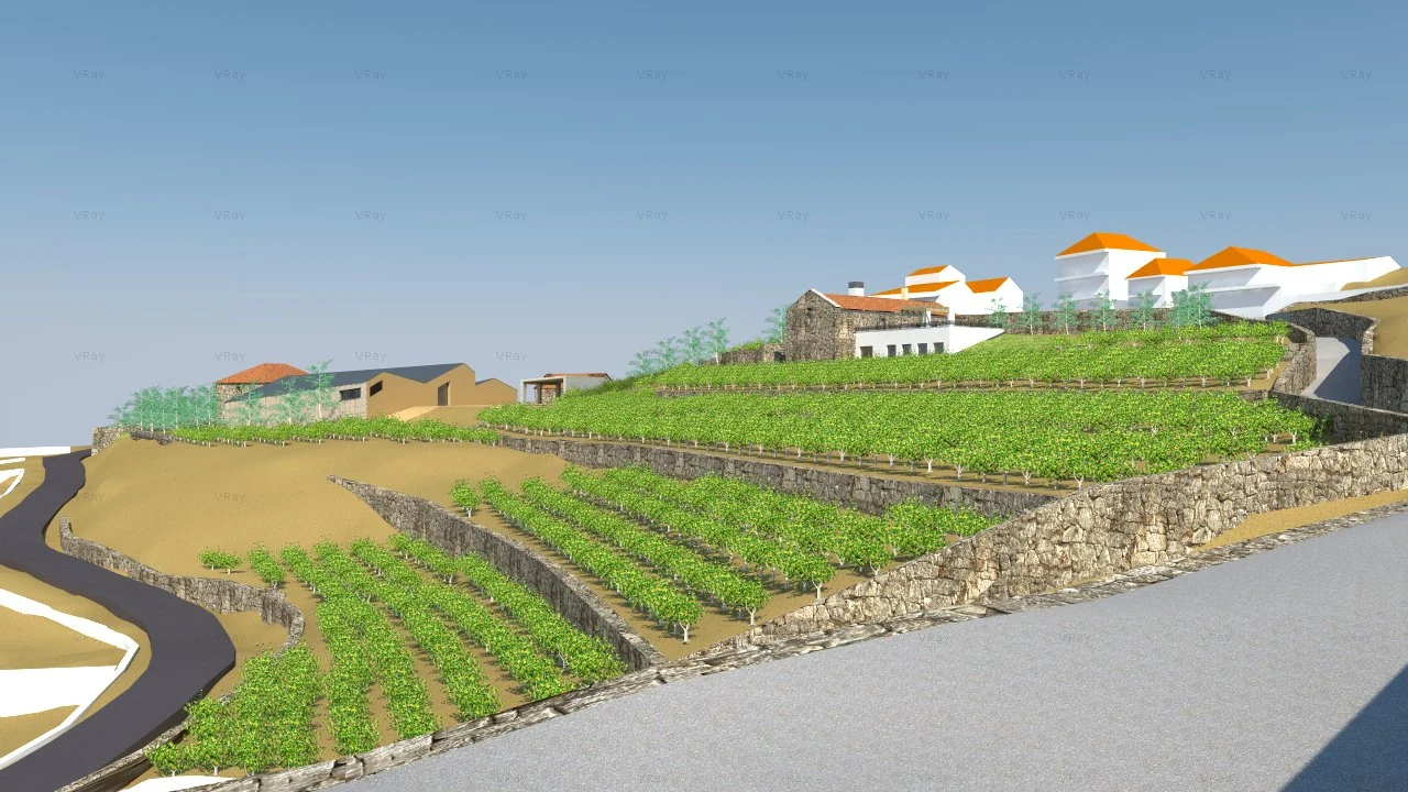 Vista de los viñedos en bancales y de los volúmenes del proyecto desde el camino