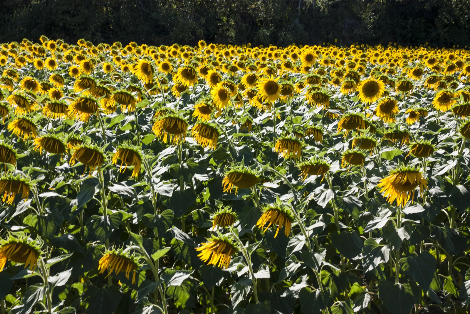 Campo de girasoles amarillos junto a la carretera en la Toscana