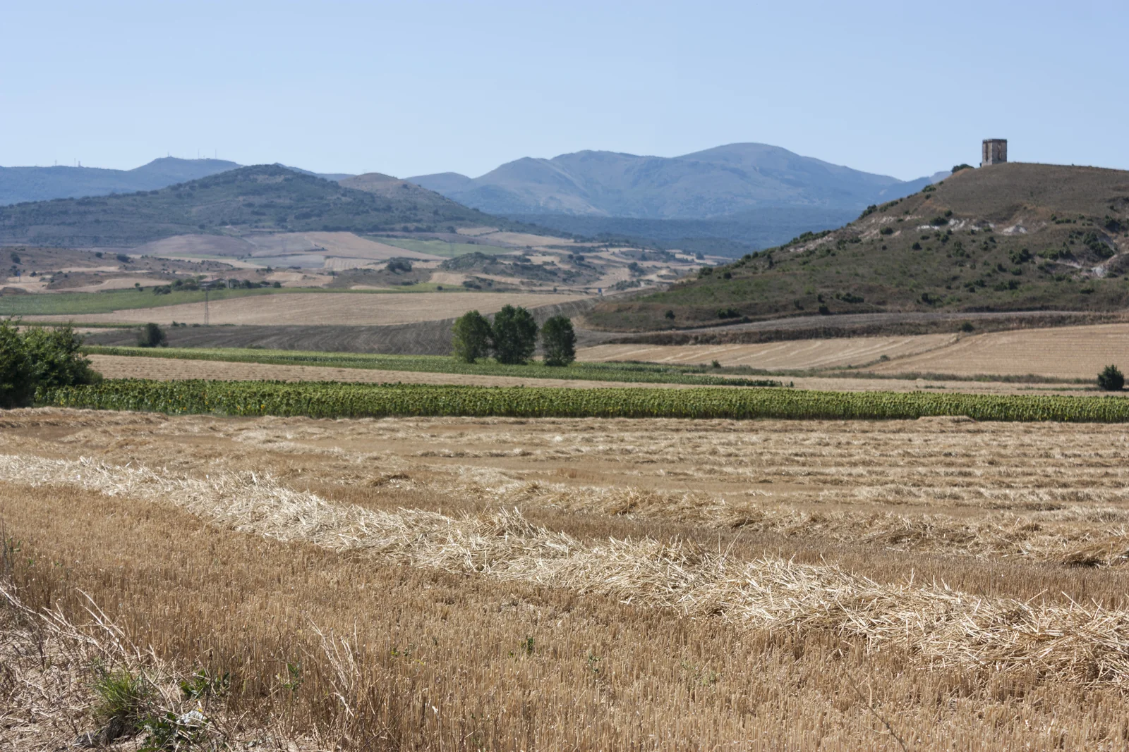 Campos de cereal cosechados y pequeñas colinas en el viaje de regreso